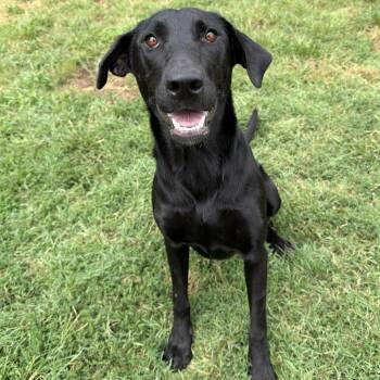 Ducky -  Black Labrador Retriever Dog for Adoption in Stillwater, Oklahoma - Ducky | PetCurious