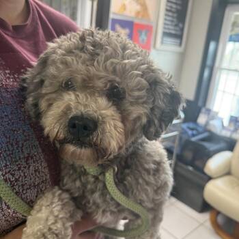 Rapture -  Miniature Poodle Dog for Adoption in Savannah, Georgia - Rapture | PetCurious