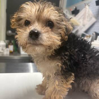 Yorkshire Terrier Dogs Available for Adoption in Morganton, North Carolina - Remy | PetCurious