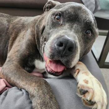 Greg -  Pit Bull Terrier and Mixed Breed Dog for Adoption in Wheaton, Illinois - Greg | PetCurious