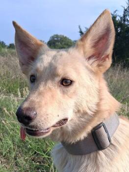 German Shepherd Dog and Australian Cattle Dog Blue Heeler Dogs Available for Adoption in Boerne, Texas - Rocky | PetCurious
