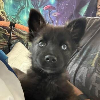 Akita Dogs Available for Adoption - Little Bear | PetCurious