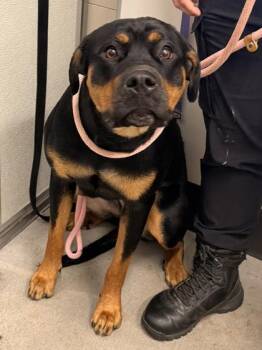Maize -  Rottweiler Dog for Adoption in Cleveland, Ohio - Maize | PetCurious