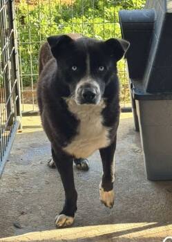 Rescue Husky and Labrador Retriever Dogs for Adoption in Troy, Alabama - Cedar | PetCurious