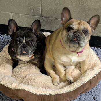 French Bulldog Dogs Available for Adoption in Walker, Michigan - Betsy-Foster | PetCurious