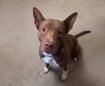 Rescue Mixed Breed Dogs for Adoption in Spartanburg, South Carolina - Charlene | PetCurious