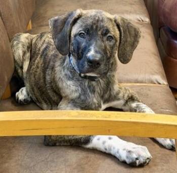 Rocky -  Mixed Breed Dog for Adoption in North Myrtle Beach, South Carolina - Rocky | PetCurious