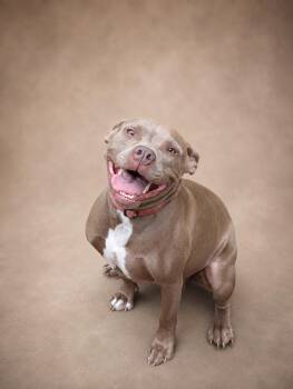 Tuli -  Mixed Breed Dog for Adoption in Nahunta, Georgia - Tuli | PetCurious