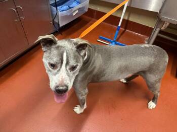 Mixed Breed Dogs Available for Adoption - Ogee Aumiller | PetCurious