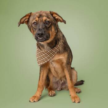 Koda -  German Shepherd Dog Dog for Adoption in Norman, Oklahoma - Koda | PetCurious