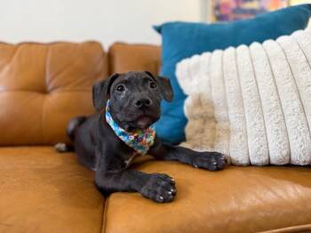 Pit Bull Terrier and Labrador Retriever Dogs Available for Adoption - Maran Chick | PetCurious