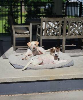 Catahoula Leopard Dog and Beagle Dogs Available for Adoption in Mena, Arkansas - Butters | PetCurious