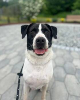 Hugo -  Black Labrador Retriever and Caucasian Sheepdog Caucasian Ovtcharka Dog for Adoption in Cranston, Rhode Island - Hugo | PetCurious