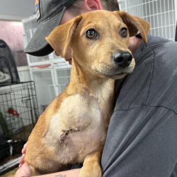Twinkletoes -  Labrador Retriever Dog for Adoption in Columbia, South Carolina - Twinkletoes | PetCurious