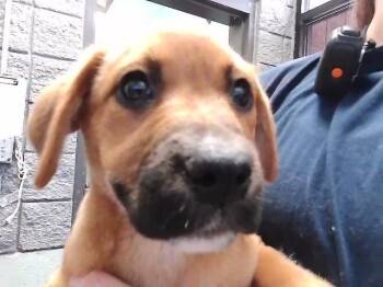 German Shepherd Dog and Mixed Breed Dogs Available for Adoption in Tulsa, Oklahoma - AMAYA | PetCurious