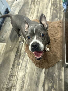 Rescue Pit Bull Terrier Dogs for Adoption in Mount Pleasant, South Carolina - Roxxy | PetCurious