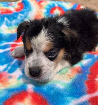 Sprout -  Cattle Dog Dog Available for Adoption in Temple, Texas - Sprout | PetCurious