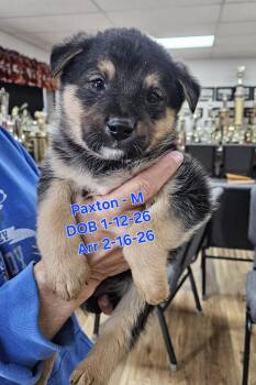 Paxton -  German Shepherd Dog and Rottweiler Dog for Adoption in Nucla, Colorado - Paxton | PetCurious