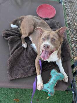 Australian Shepherd and Terrier Dogs Available for Adoption in Lakeland, Florida - Coco | PetCurious