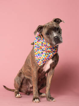 Rescue Mixed Breed Dogs for Adoption in Atlanta, Georgia - Rosie | PetCurious