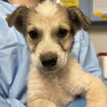 Crow -  Mixed Breed Dog for Adoption in Moab, Utah - Crow | PetCurious