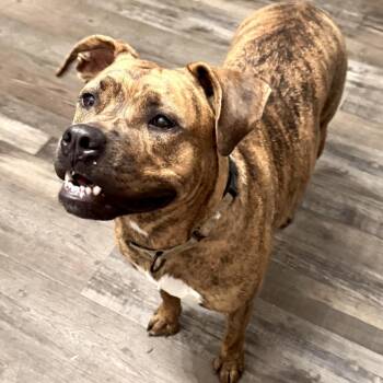 River Leigh -  American Staffordshire Terrier Dog for Adoption in Sequatchie, Tennessee - River Leigh | PetCurious