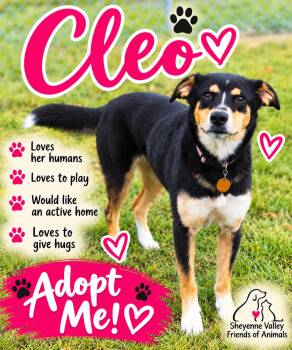 Cleo -  German Shepherd Dog and Australian Cattle Dog Blue Heeler Dog for Adoption in Valley City, North Dakota - Cleo | PetCurious