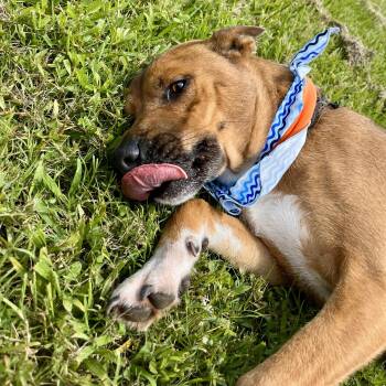 Rescue Labrador Retriever Dogs for Adoption in Angleton, Texas - Stan | PetCurious