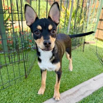 Stingray -  Border Terrier Dog for Adoption in Agoura Hills, California - Stingray | PetCurious