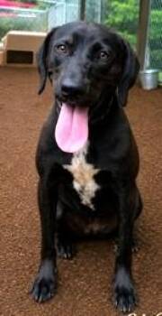 YaYa -  Labrador Retriever and Mixed Breed Dog for Adoption in Morristown, New Jersey - YaYa | PetCurious