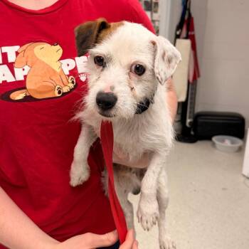Sock -  Parson Russell Terrier and Mixed Breed Dog for Adoption in Indianapolis, Indiana - Sock | PetCurious