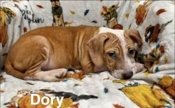 Dory -  Hound Dog for Adoption in Manchester, Connecticut - Dory | PetCurious