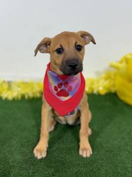 Black Mouth Cur and Labrador Retriever Dogs Available for Adoption in Carlsbad, California - Marvel | PetCurious