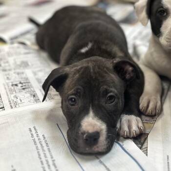 Mixed Breed Dogs Available for Adoption in Gadsden, Alabama - North Dakota | PetCurious
