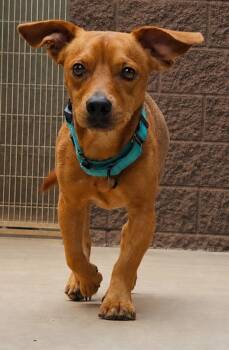 Rancher -  Basset Hound and Labrador Retriever Dog for Adoption in Cottonwood, Arizona - Rancher | PetCurious