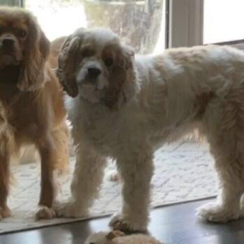Cavalier King Charles Spaniel and Cocker Spaniel Dogs Available for Adoption - Calvin C 26-25032-2 | PetCurious