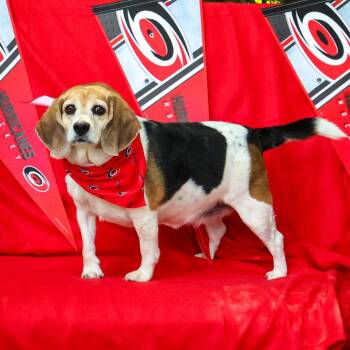 Gracie -  Beagle Dog for Adoption in Wake Forest, North Carolina - Gracie | PetCurious