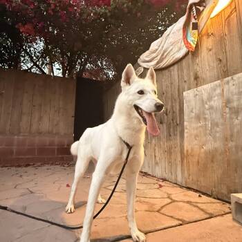 Kiara (Courtesy Post) -  Husky and Shepherd Dog for Adoption - Kiara (Courtesy Post) | PetCurious