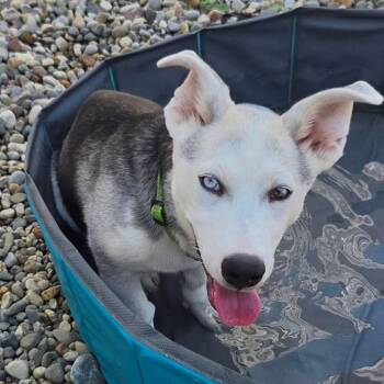 Mars -  Siberian Husky Dog for Adoption in Sterling Heights, Michigan - Mars | PetCurious