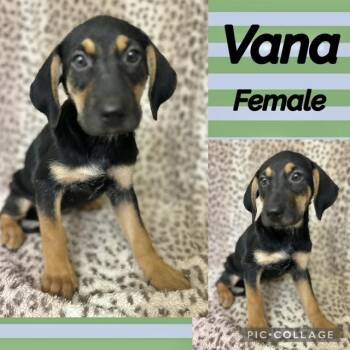 Vana -  Labrador Retriever Dog for Adoption in Manchester, Connecticut - Vana | PetCurious