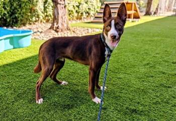 SCOUT -  Border Collie and Dutch Shepherd Dog for Adoption in San Jose, California - SCOUT | PetCurious