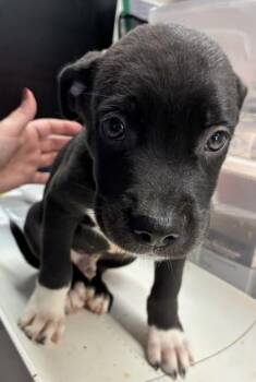 Sport -  Labrador Retriever and Mixed Breed Dog for Adoption in Gainesville, Florida - Sport | PetCurious