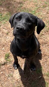 Labrador Retriever Dogs Available for Adoption in Little Rock, Arkansas - Maple | PetCurious
