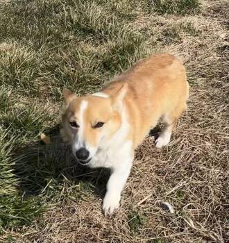 Zelda -  Corgi Dog for Adoption in Chattanooga, Tennessee - Zelda | PetCurious