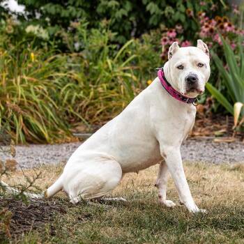 Mara -  Dogo Argentino Dog for Adoption in Council Bluffs, Iowa - Mara | PetCurious