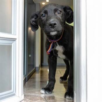 Labrador Retriever and Mixed Breed Dogs Available for Adoption - CHUNK | PetCurious