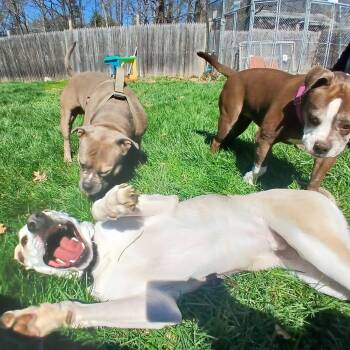 Mixed Breed Dogs Available for Adoption in Saugerties, New York - Prawn  | PetCurious