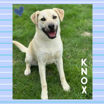 Labrador Retriever and Mountain Cur Dogs Available for Adoption in Mokena, Illinois - Knox | PetCurious