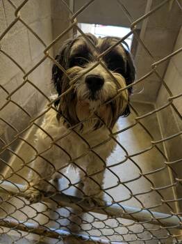 Benji -  Maltese Dog for Adoption in Hermiston, Oregon - Benji | PetCurious