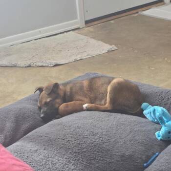 Shepherd and Mixed Breed Dogs Available for Adoption - Rossi | PetCurious